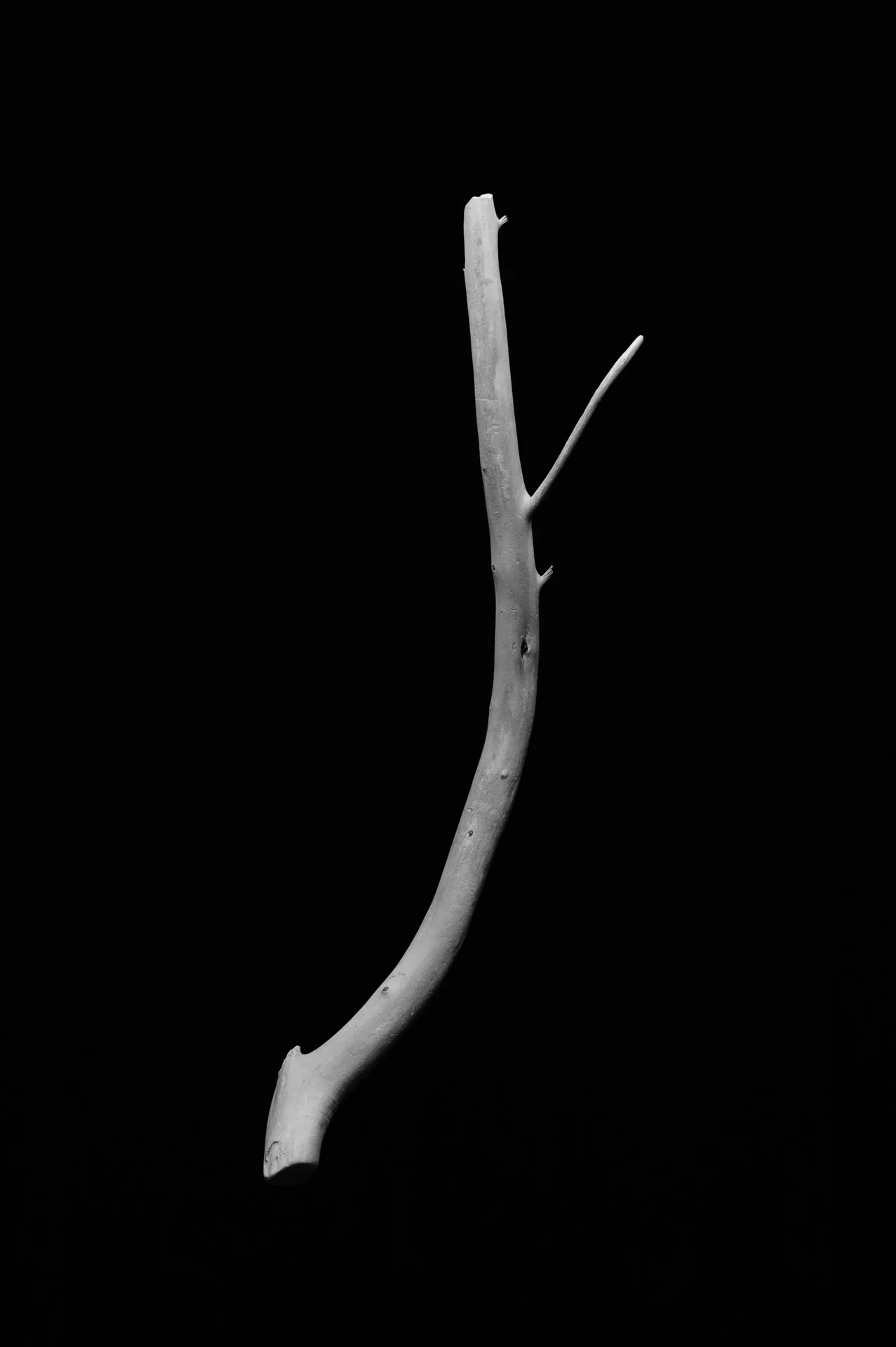 Still Life - 11