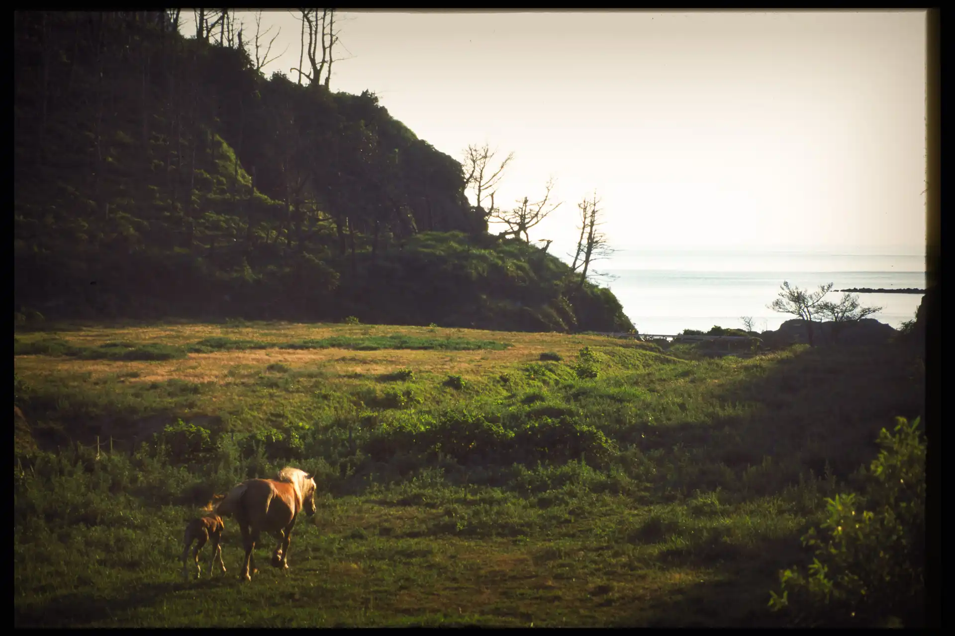 A Short Trip to Oki - 4