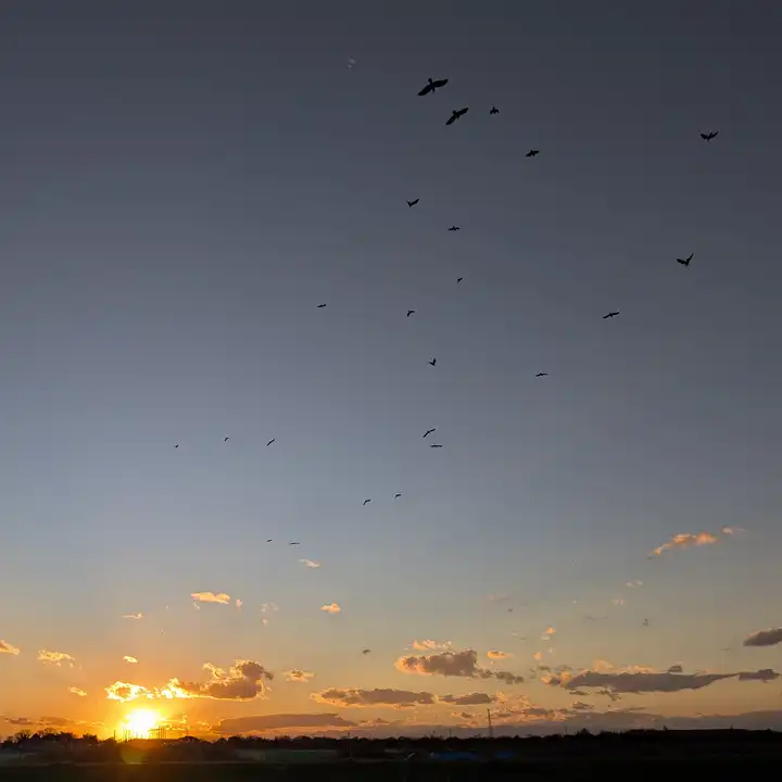 Where the Crows Return
