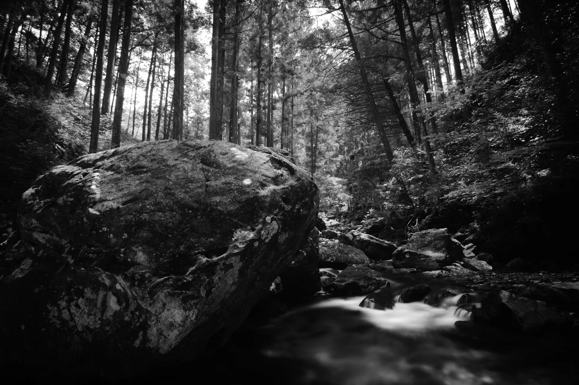 Deep Forest - 3