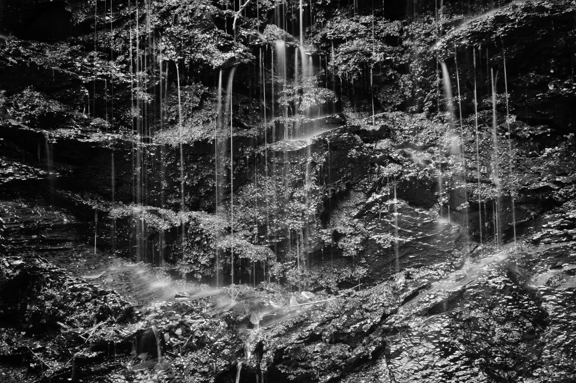 Deep Forest - 5