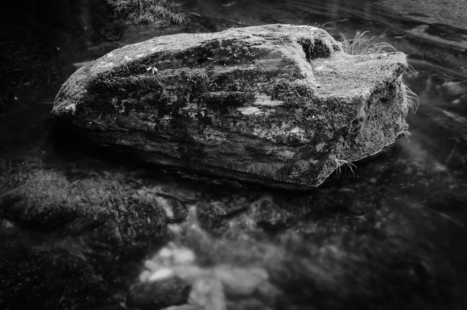 Deep Forest - 8