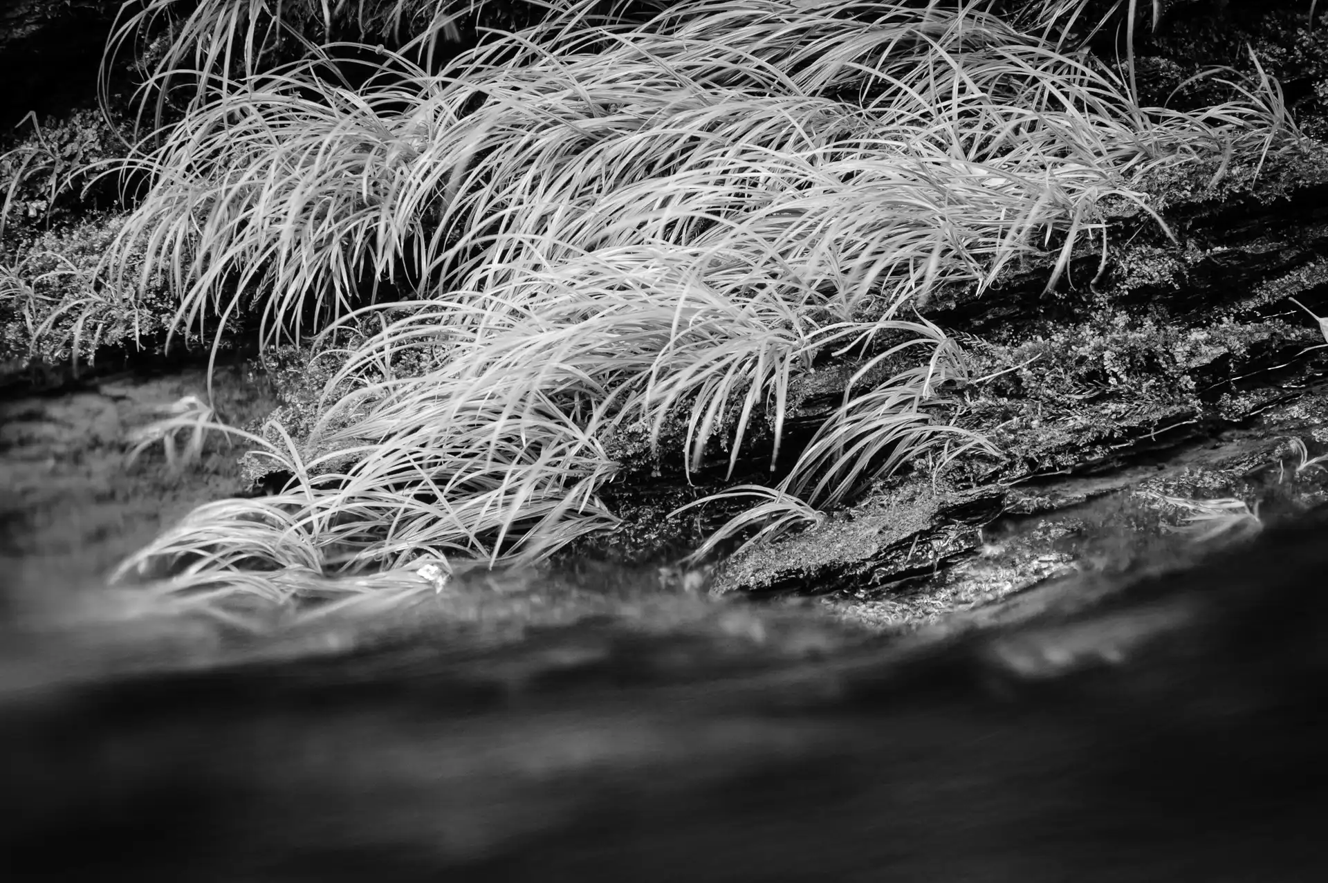Deep Forest - 11