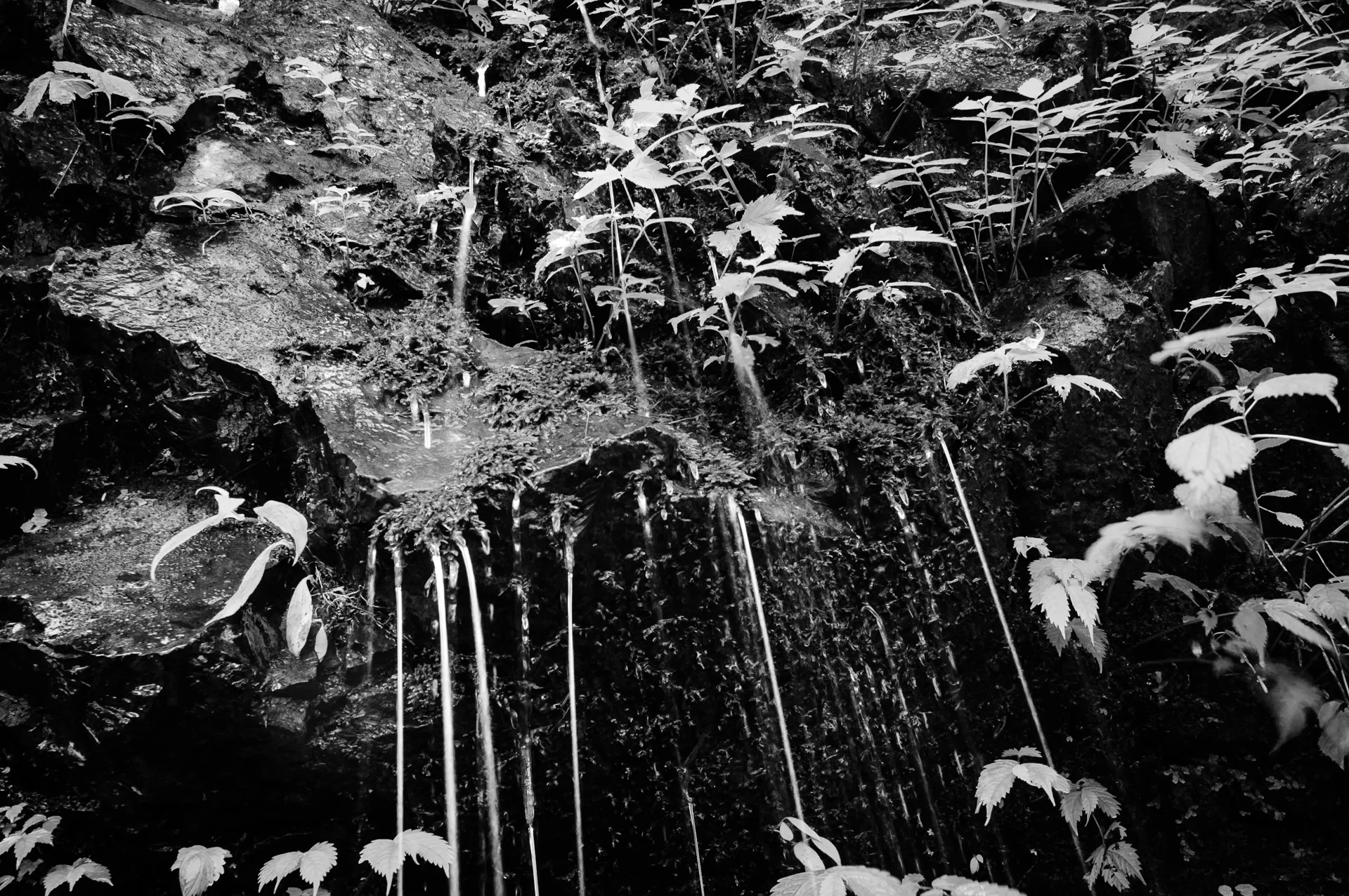 Deep Forest - 13