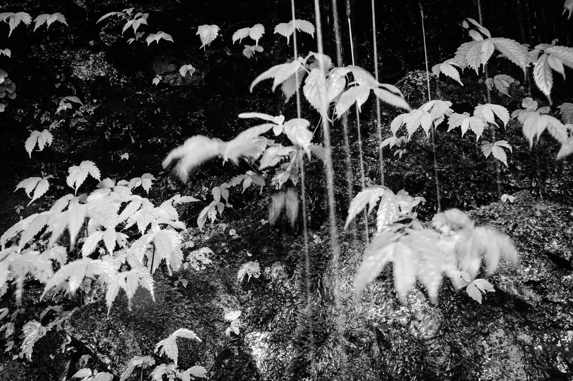 Deep Forest - 14