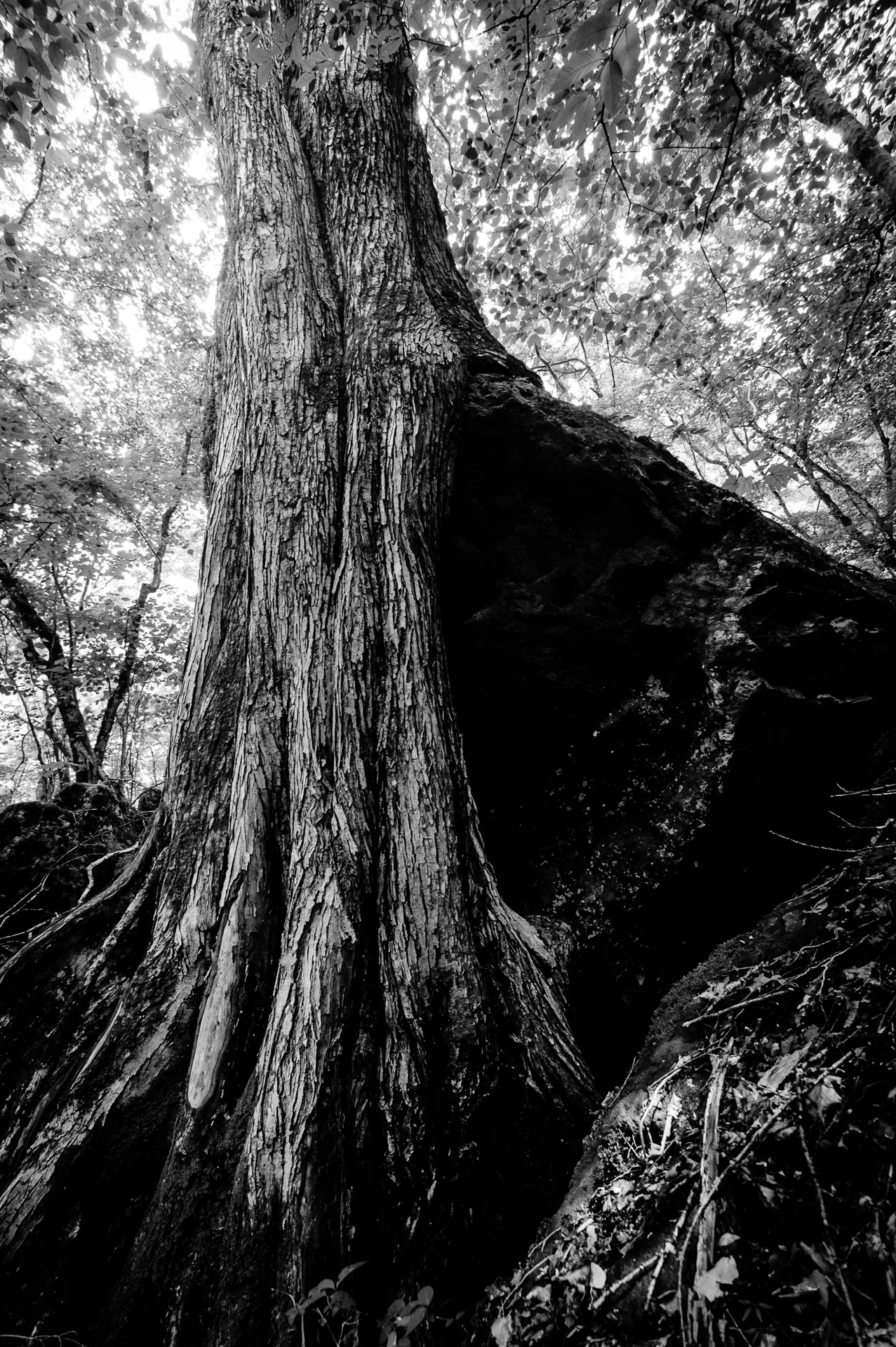 Deep Forest - 15
