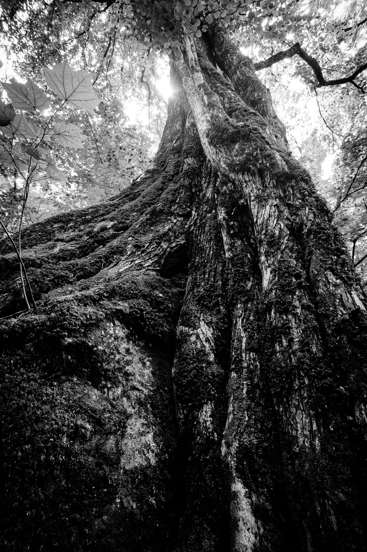 Deep Forest - 16