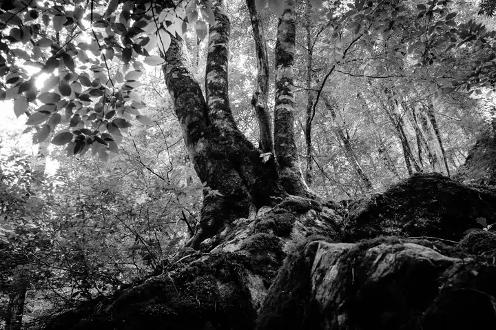 Deep Forest