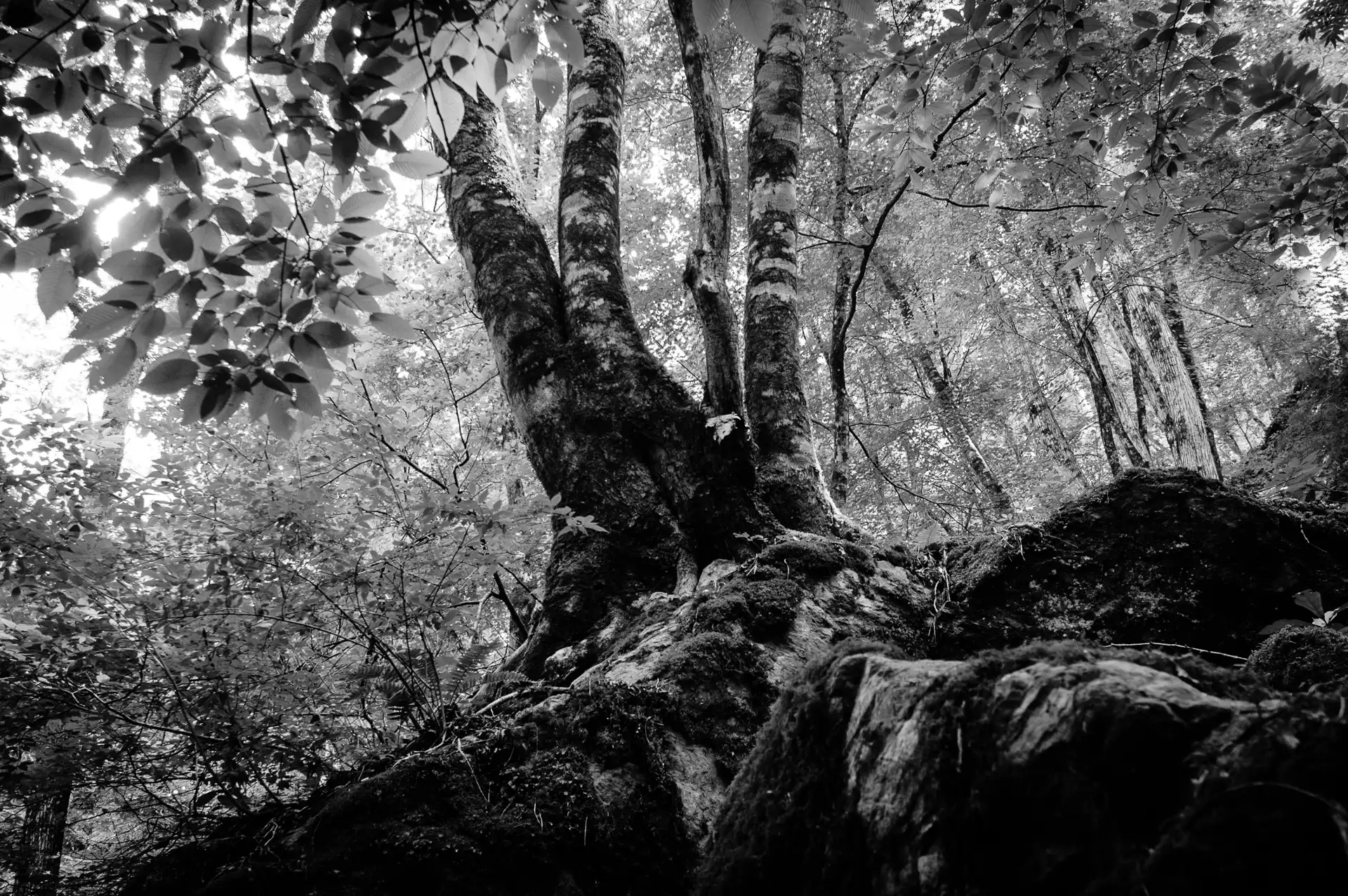 Deep Forest - 17