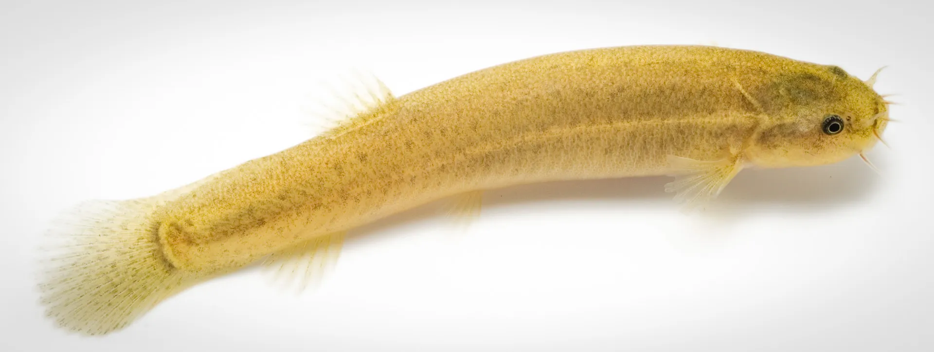 Fish Portrait - 3