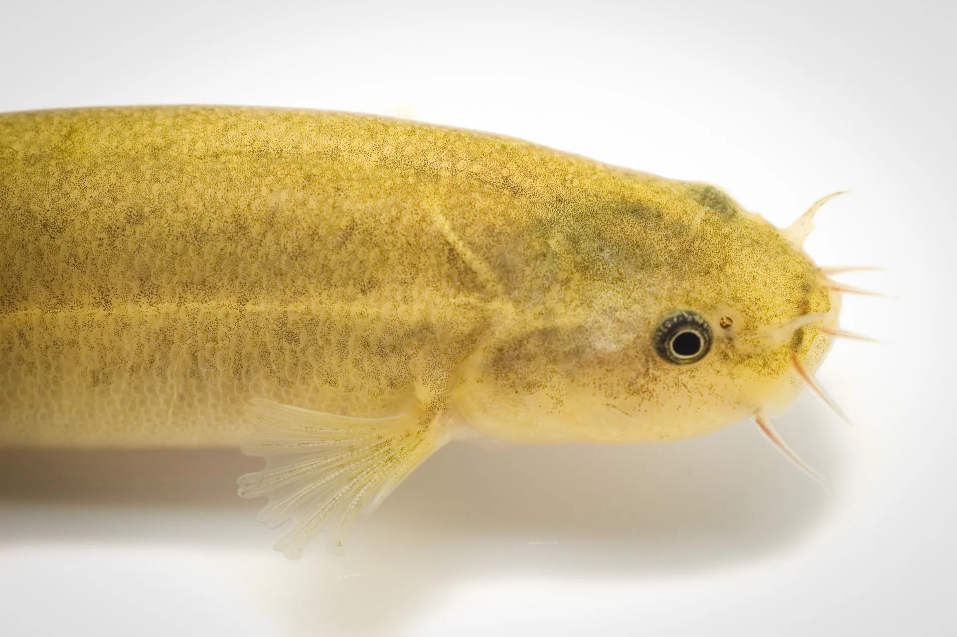 Fish Portrait - 4