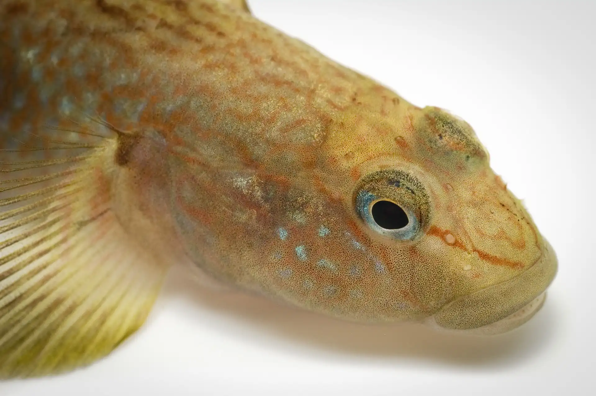 Fish Portrait - 5