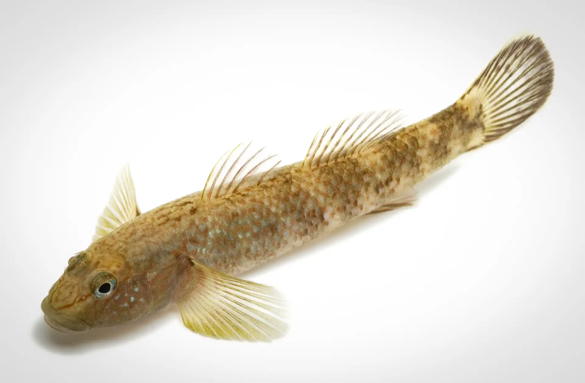 Fish Portrait - 6
