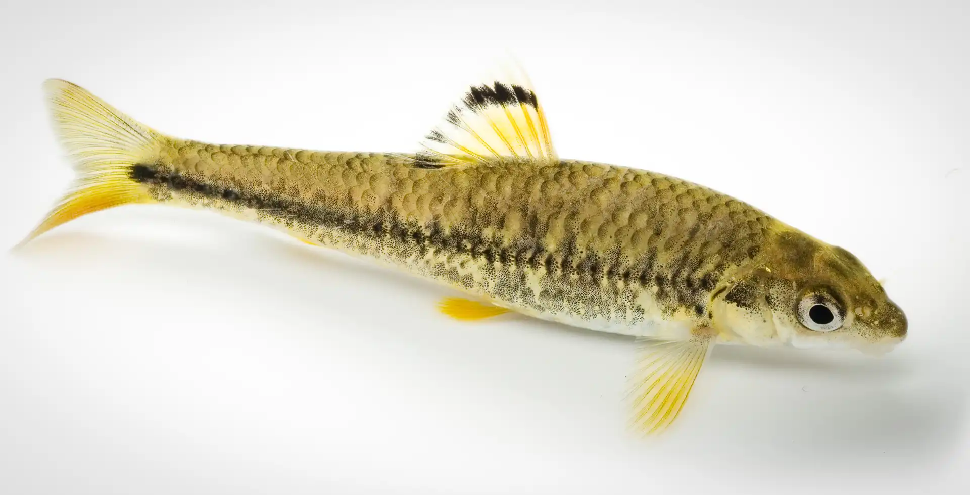 Fish Portrait - 7