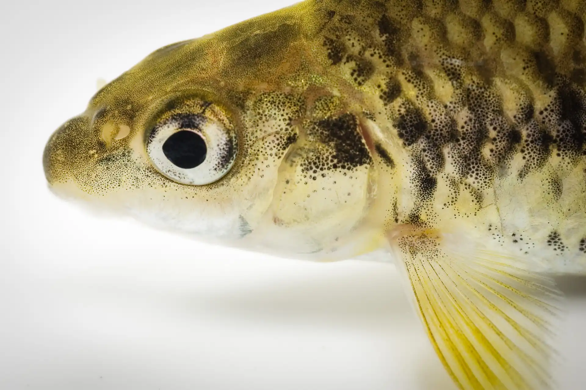 Fish Portrait - 8