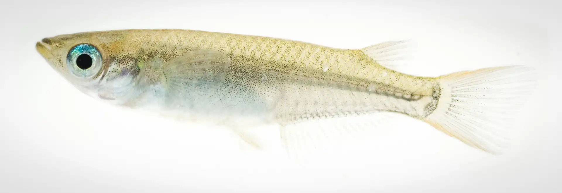 Fish Portrait - 9