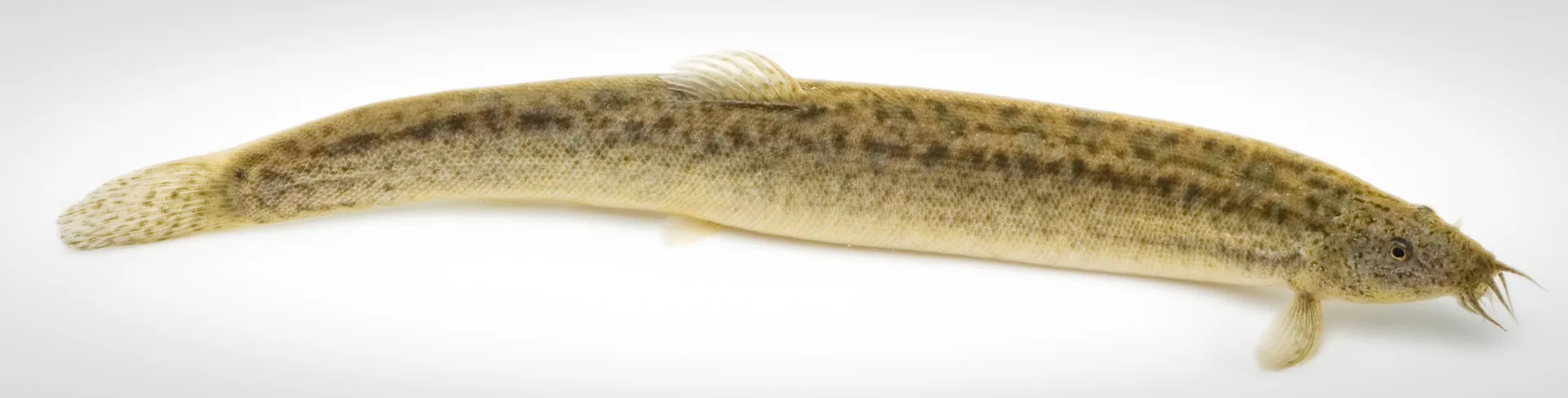 Fish Portrait - 10