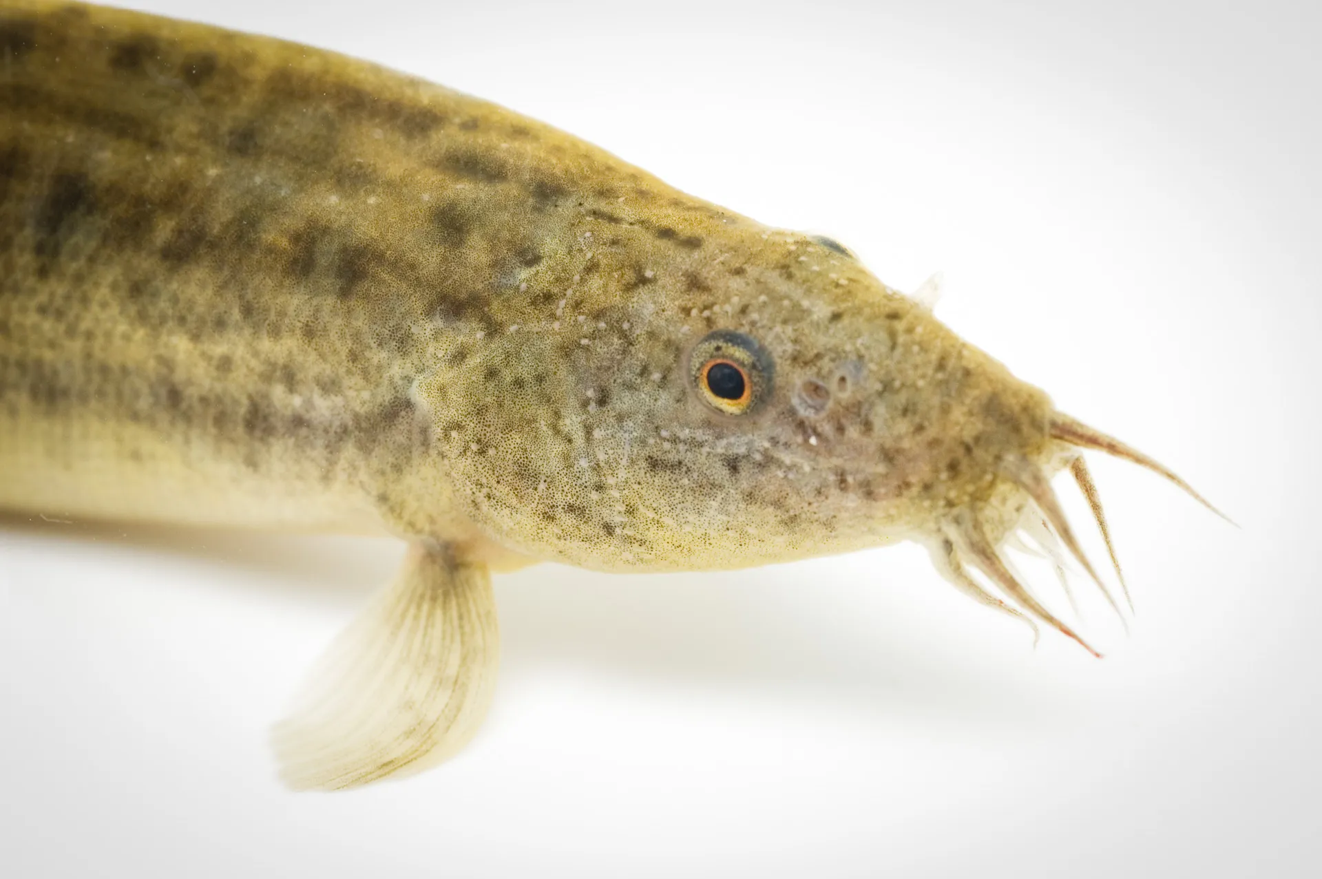 Fish Portrait - 11