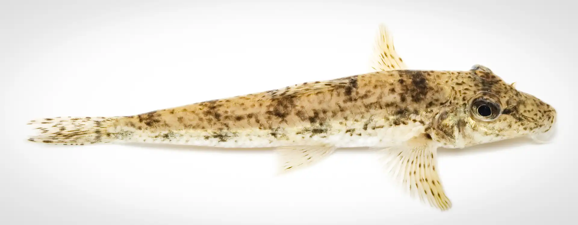 Fish Portrait - 12