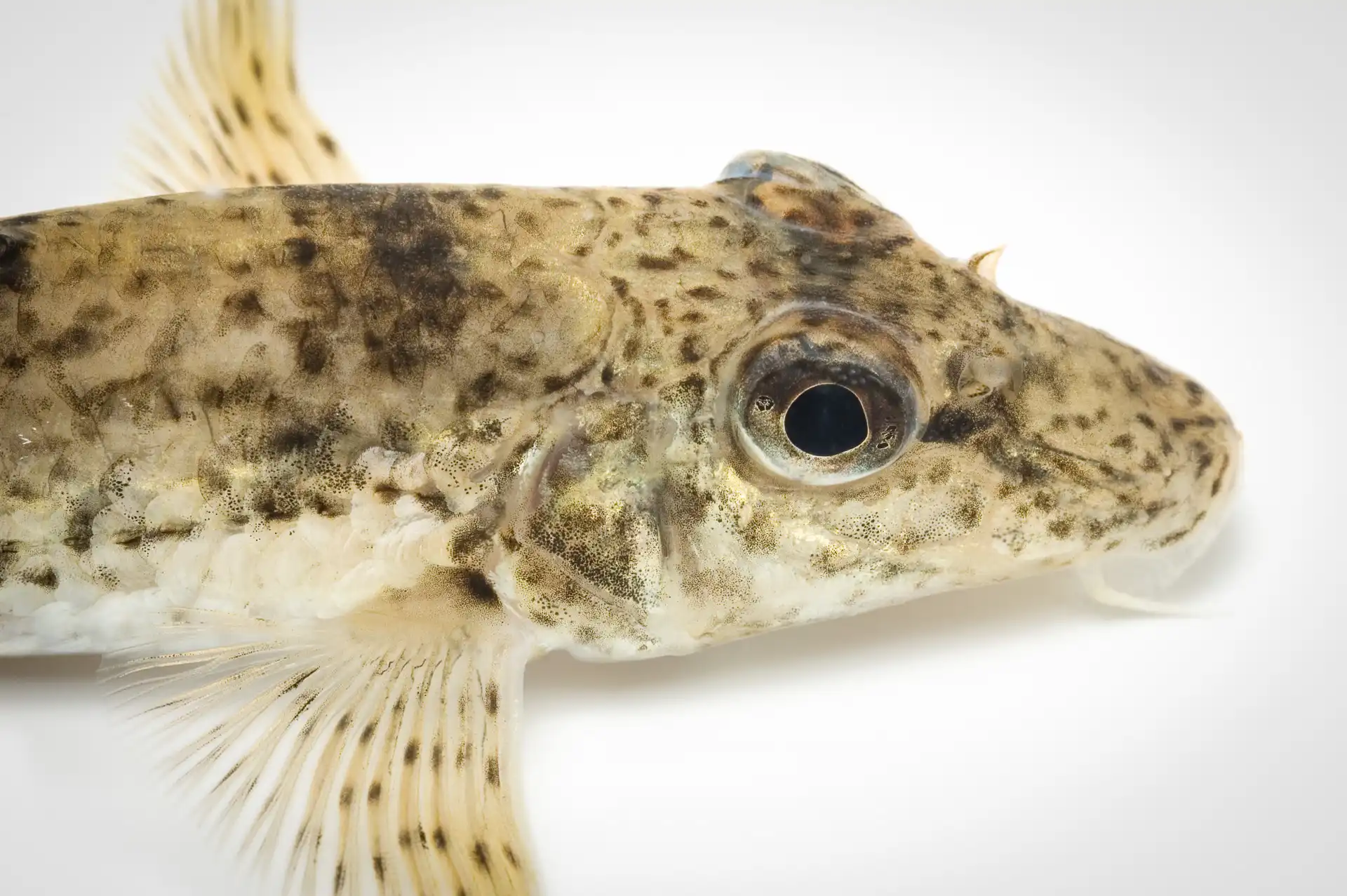 Fish Portrait - 13