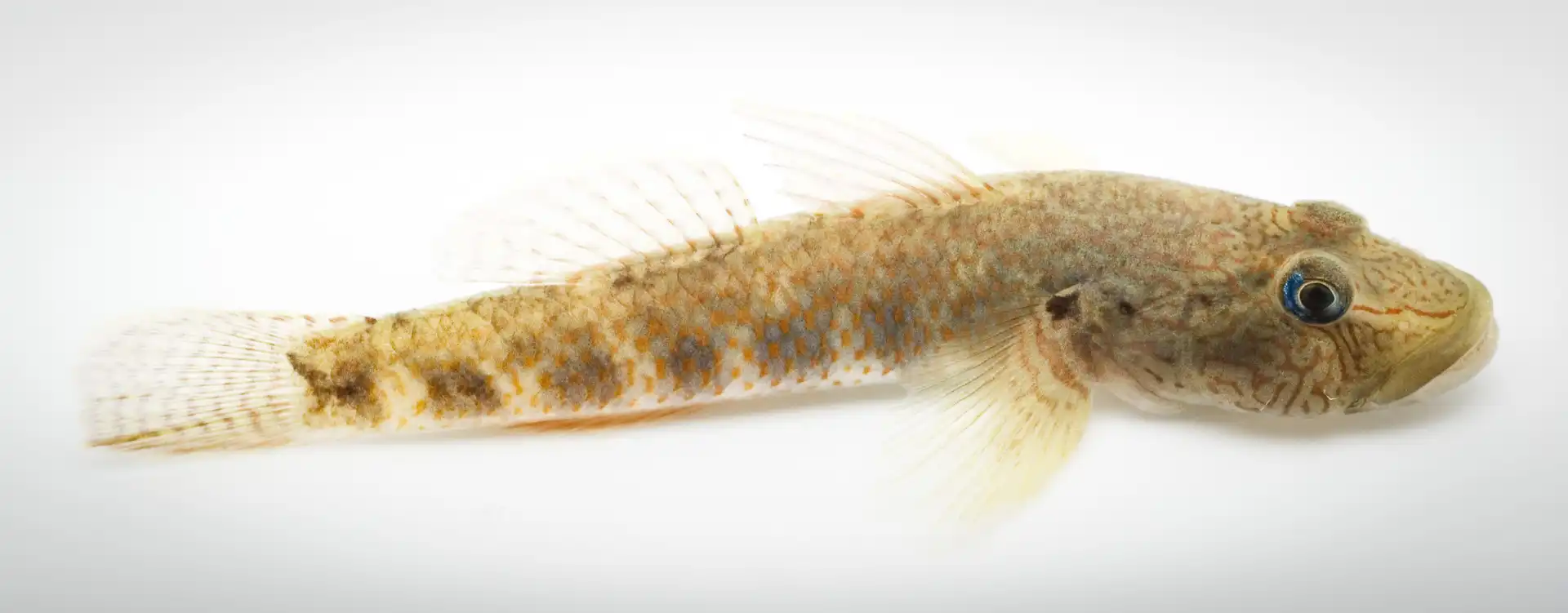 Fish Portrait - 14