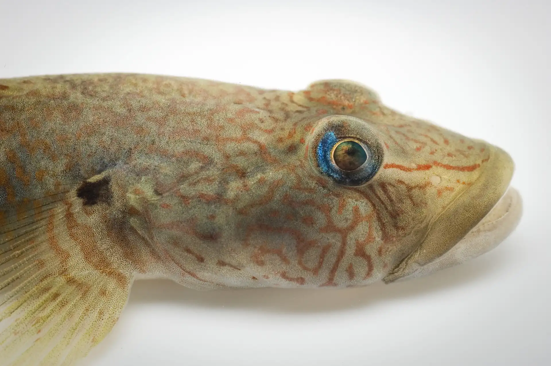 Fish Portrait - 15