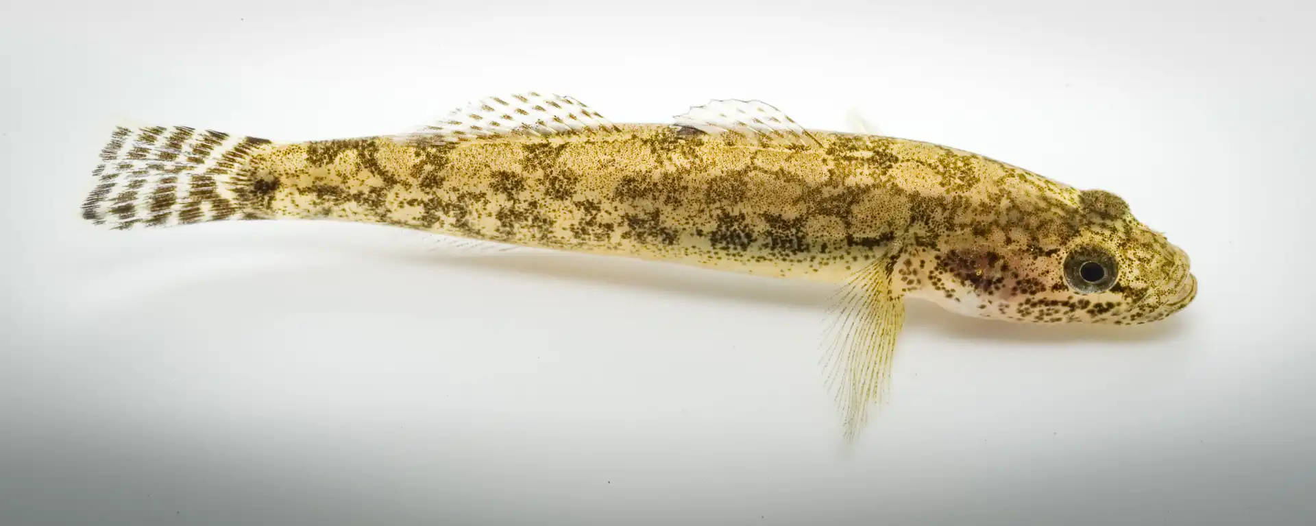 Fish Portrait - 16