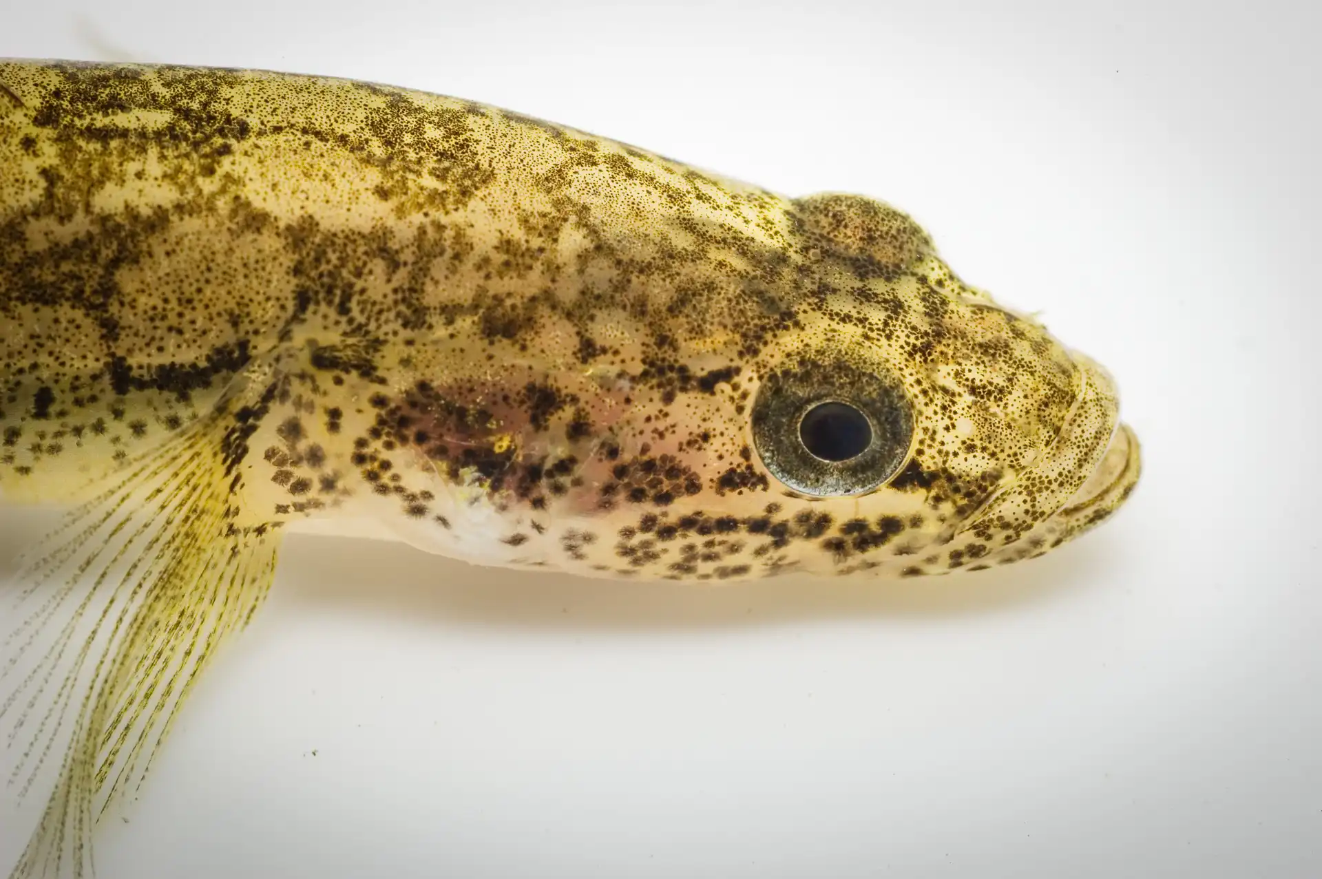 Fish Portrait - 17