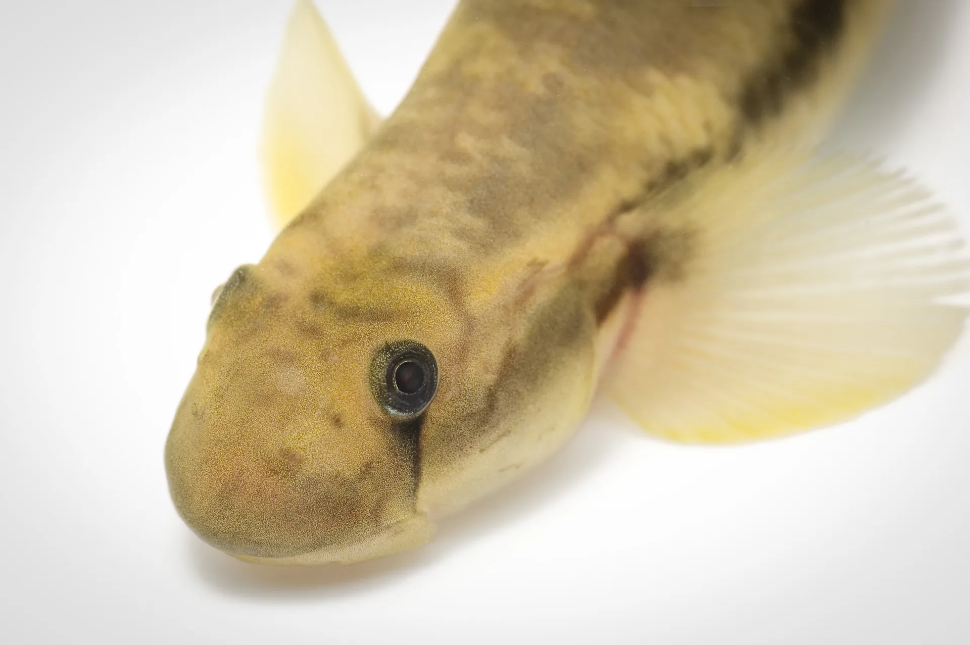 Fish Portrait - 18