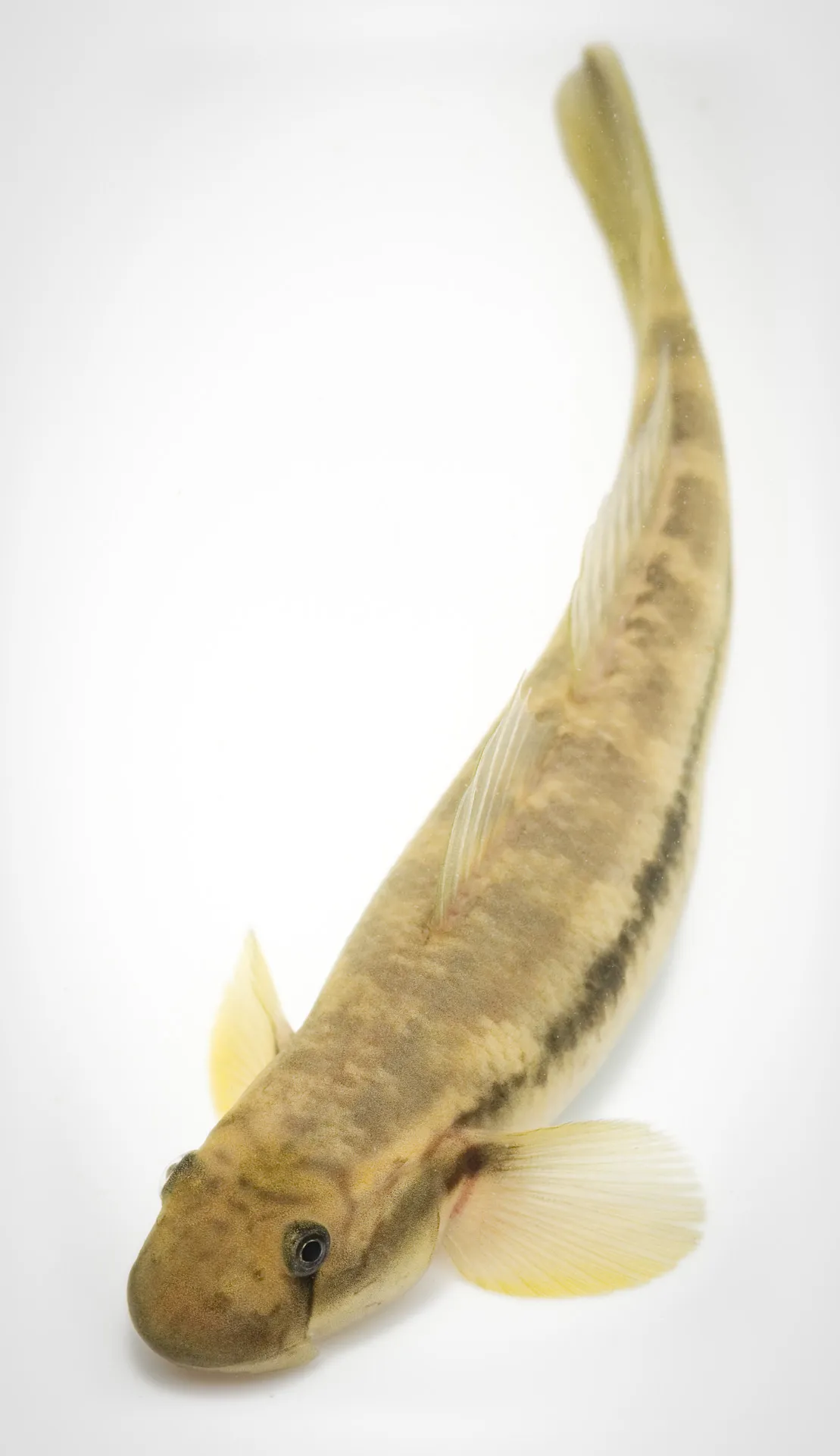Fish Portrait - 19