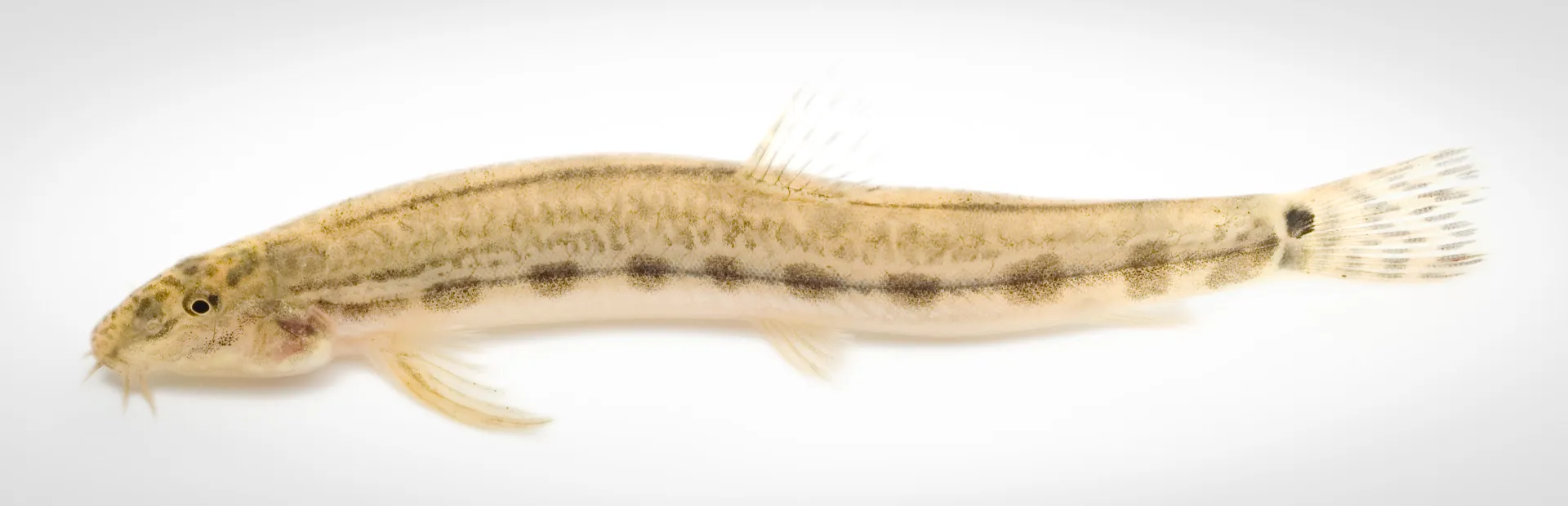 Fish Portrait - 20