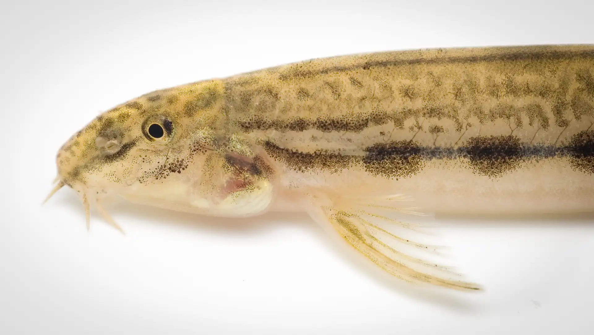 Fish Portrait - 21