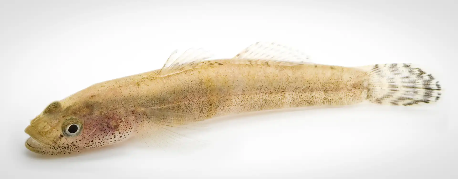 Fish Portrait - 22