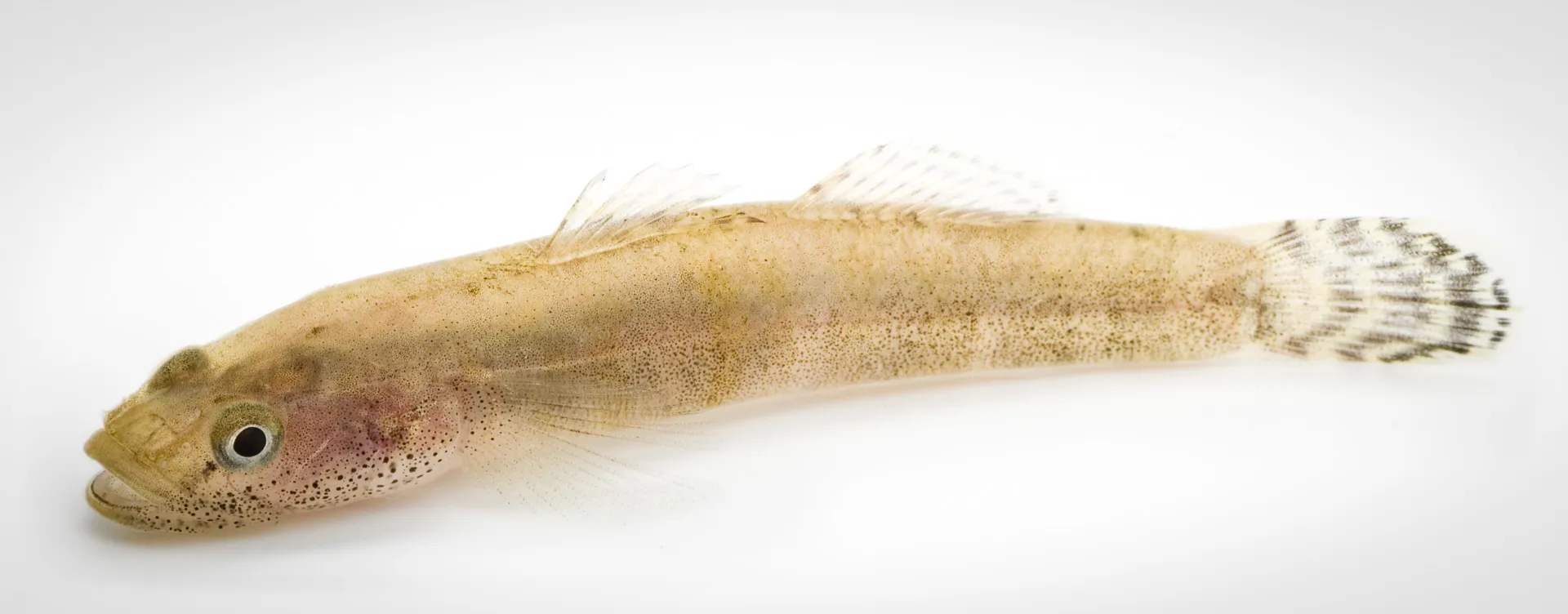Fish Portrait - 22