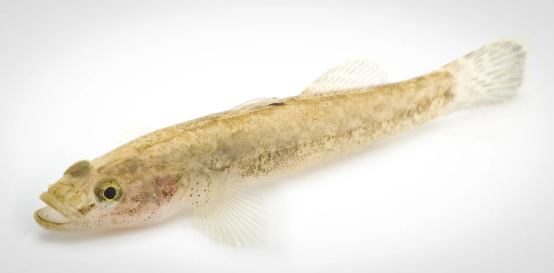Fish Portrait - 23