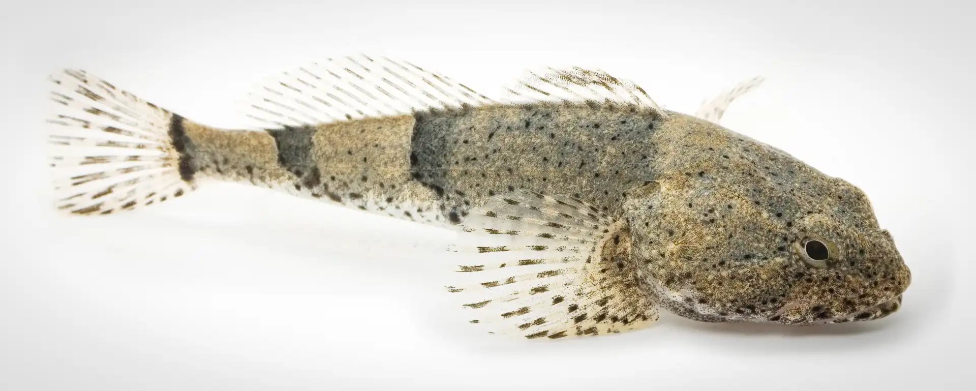 Fish Portrait - 24