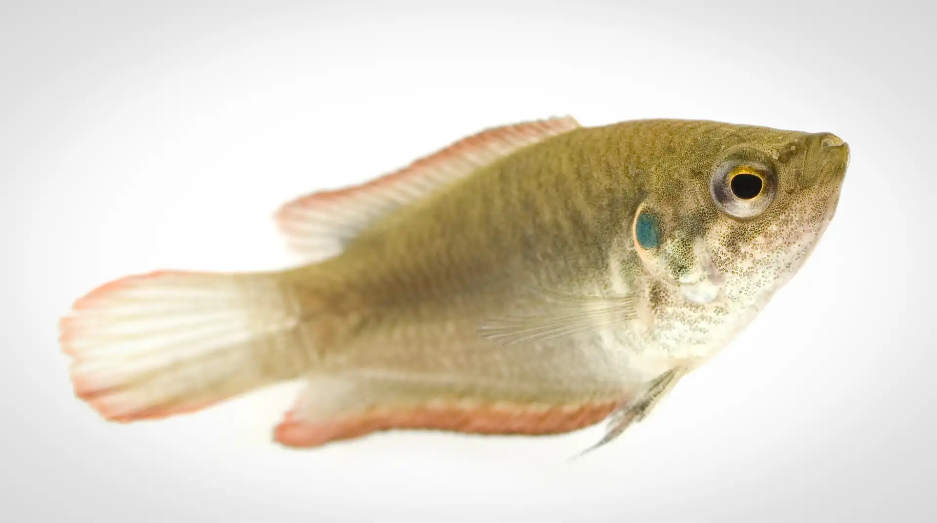 Fish Portrait - 25