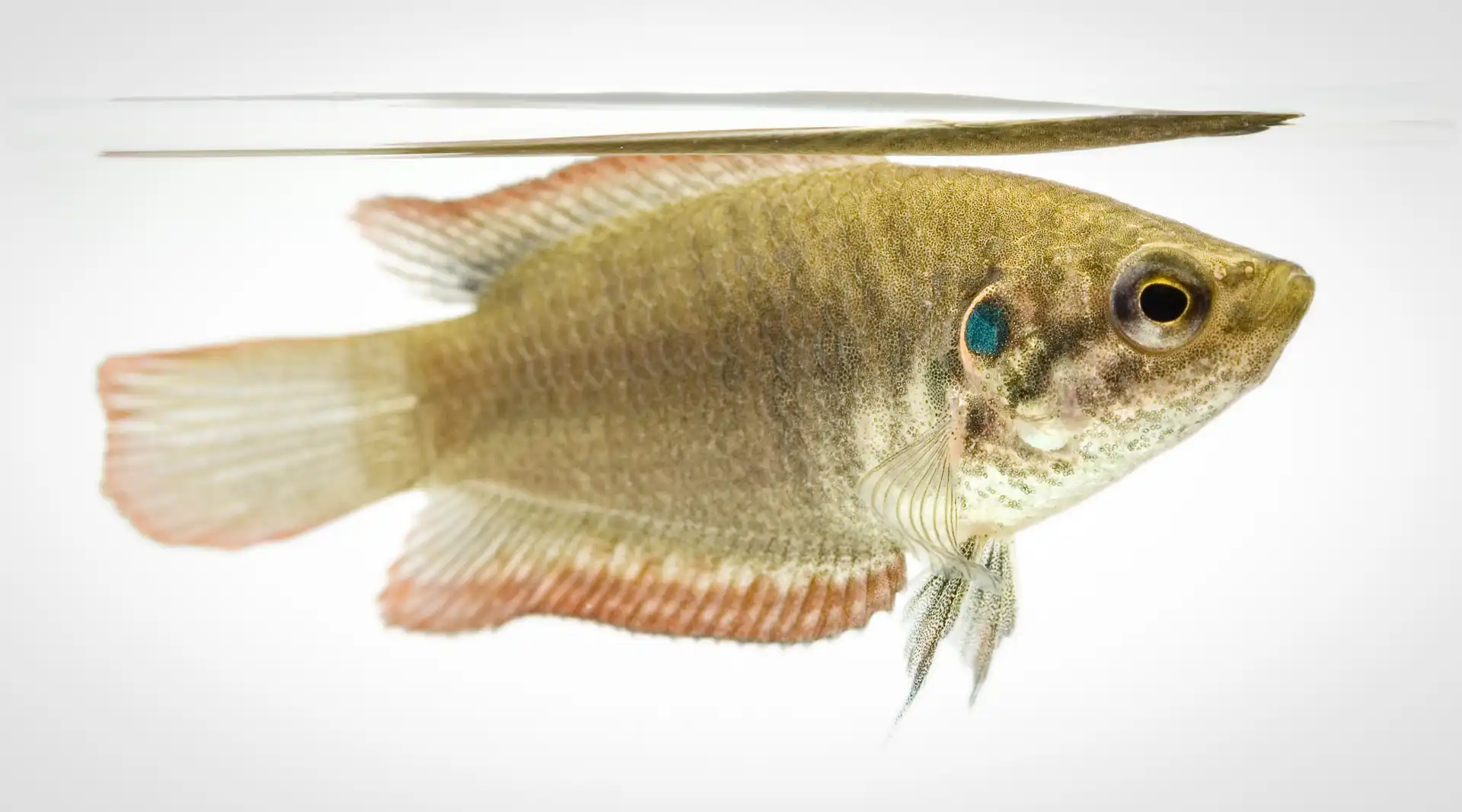 Fish Portrait - 26