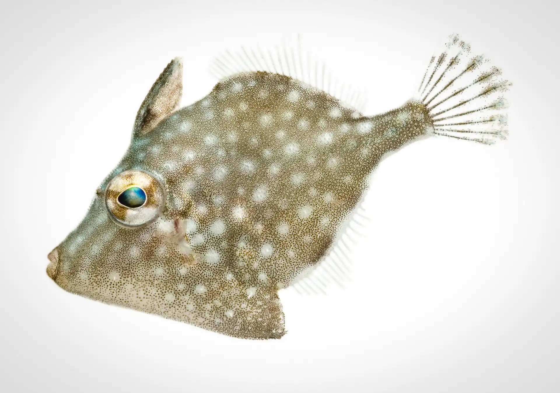 Fish Portrait - 27