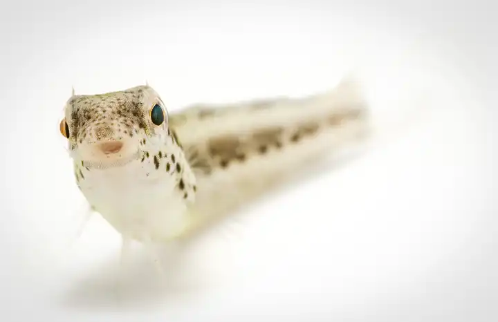 Fish Portrait
