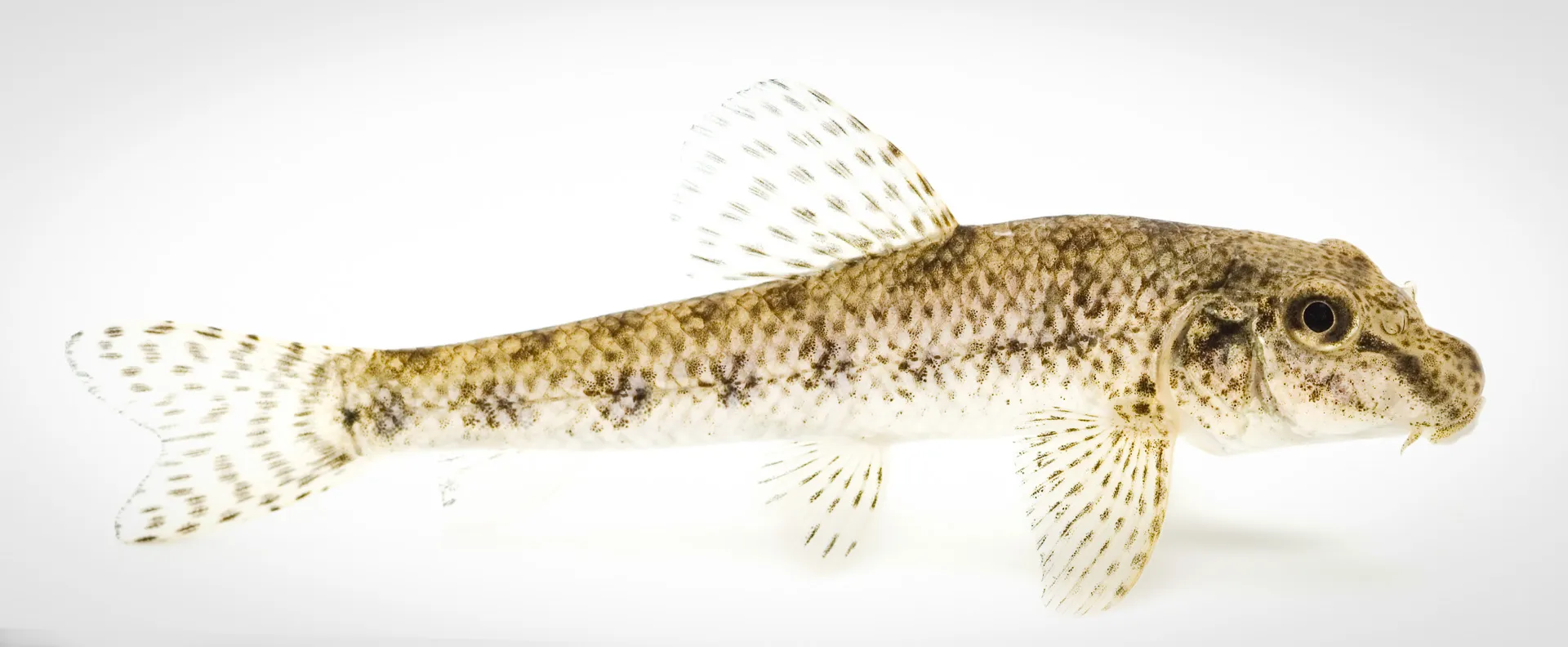 Fish Portrait - 31
