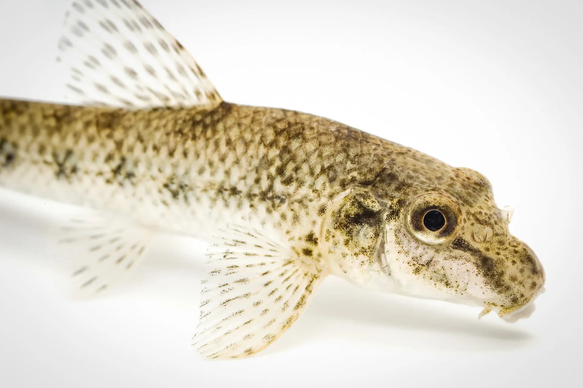 Fish Portrait - 32