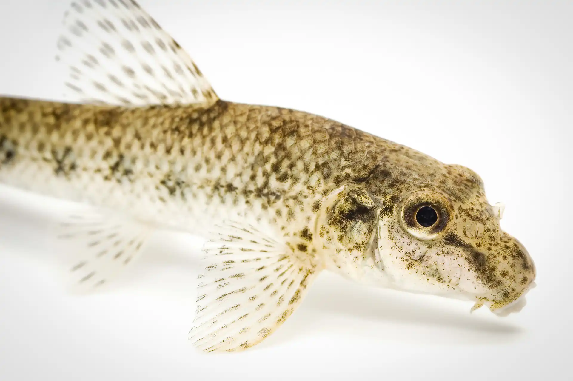 Fish Portrait - 32