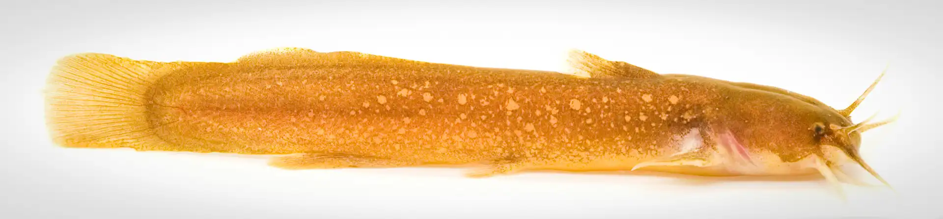 Fish Portrait - 33
