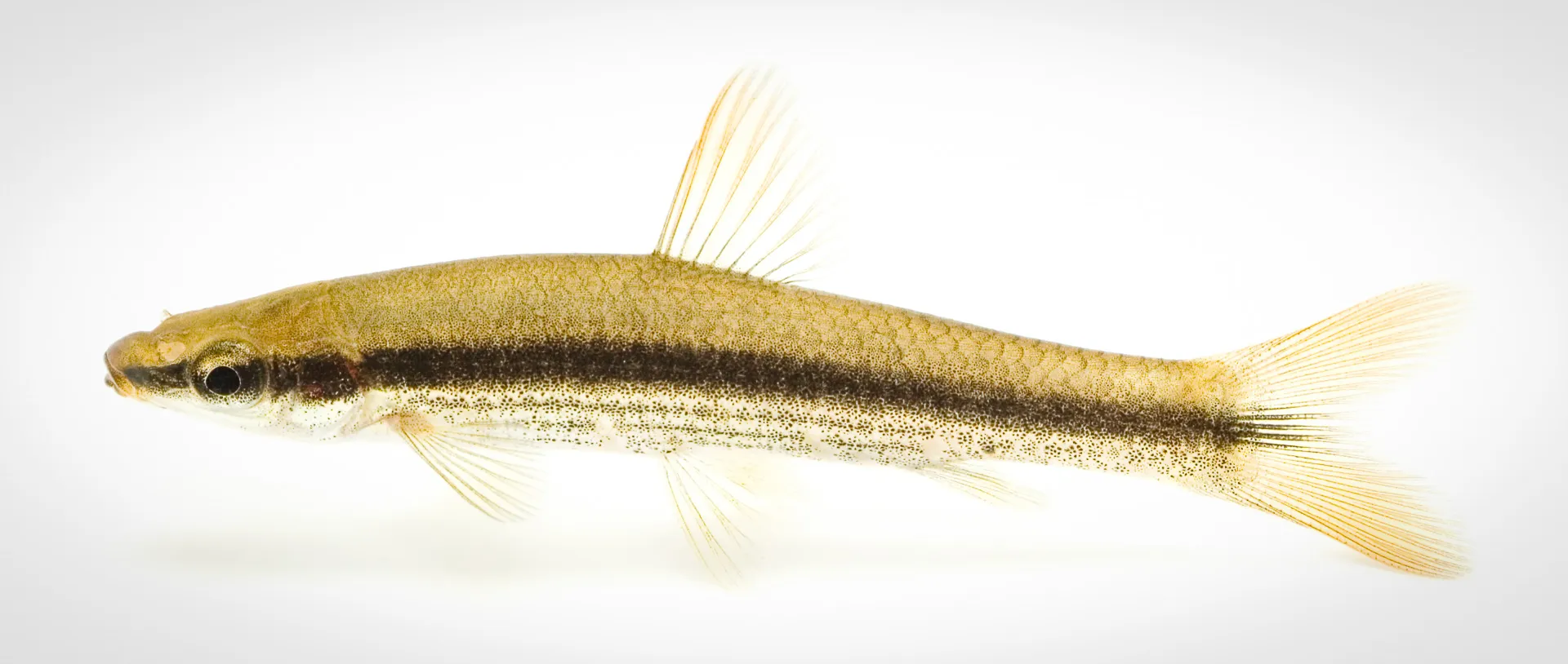 Fish Portrait - 34
