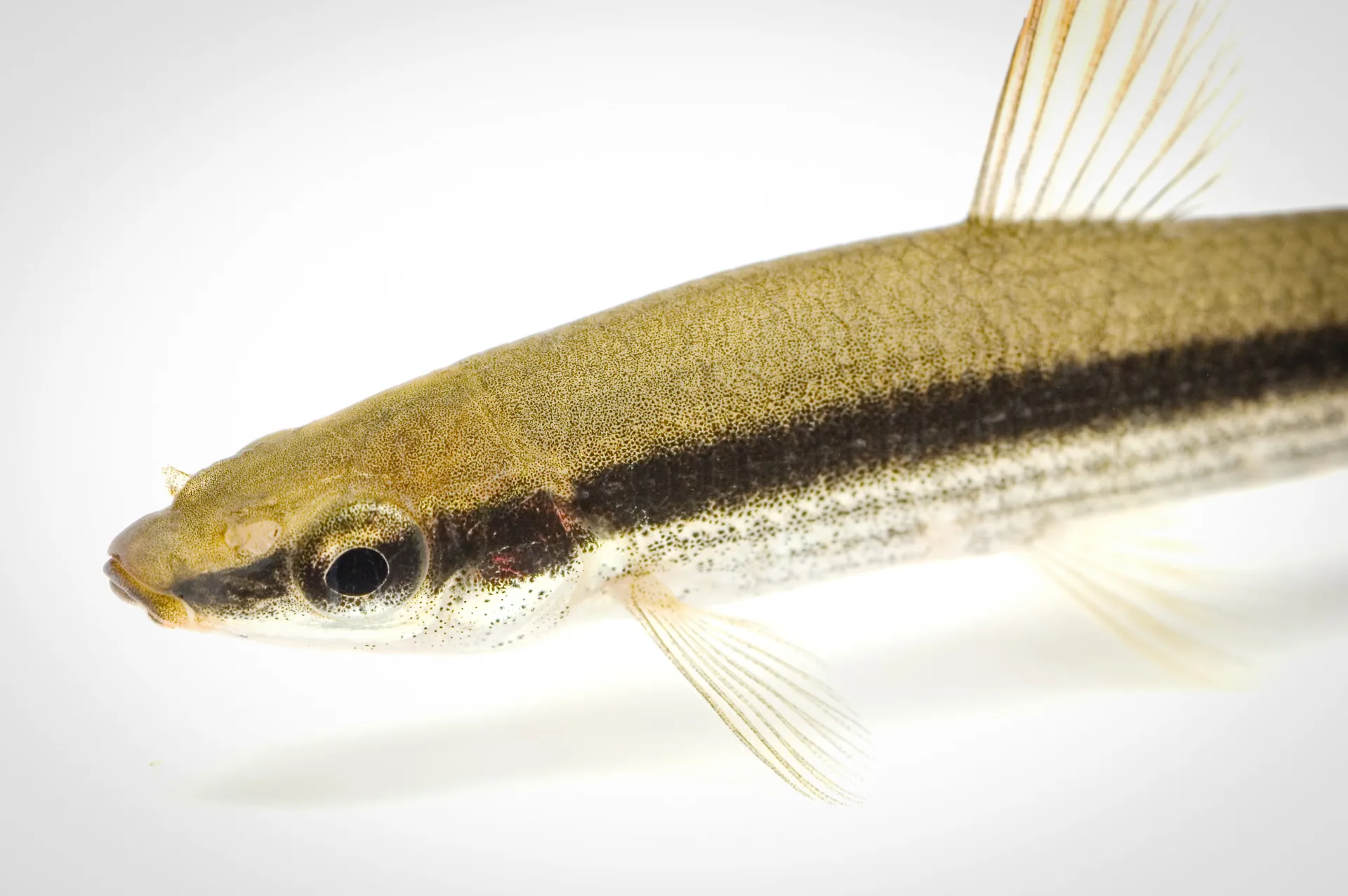 Fish Portrait - 35