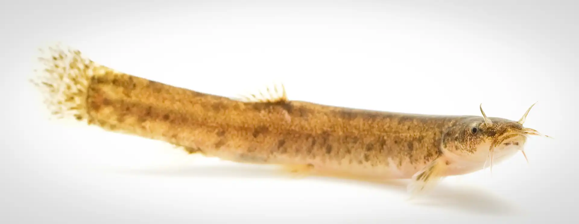 Fish Portrait - 36