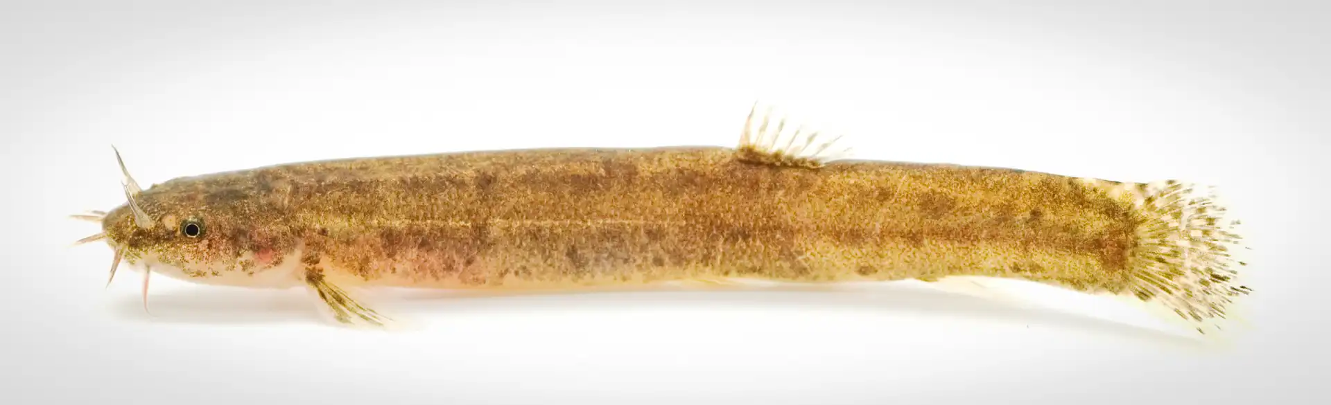 Fish Portrait - 37