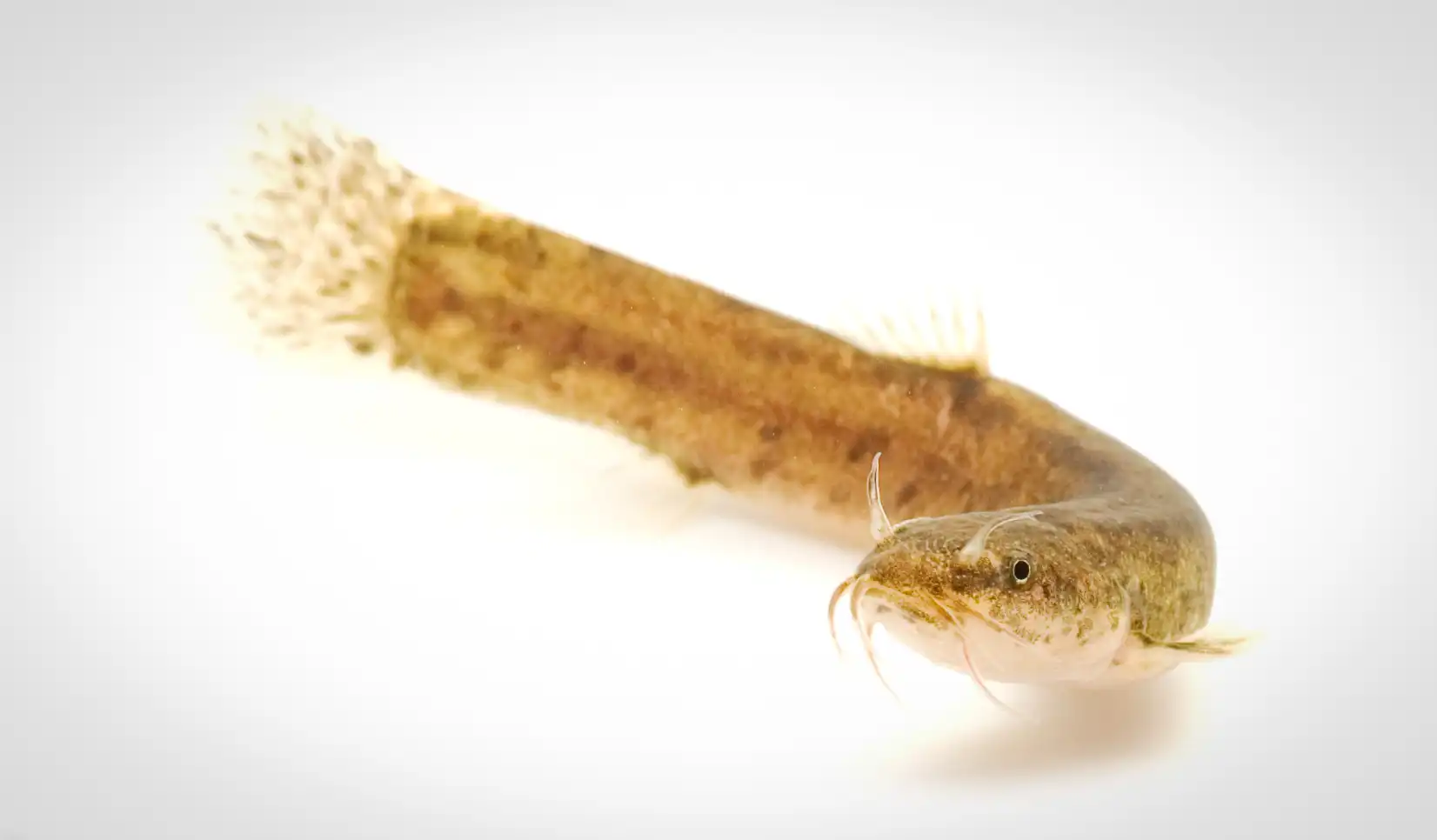 Fish Portrait - 38