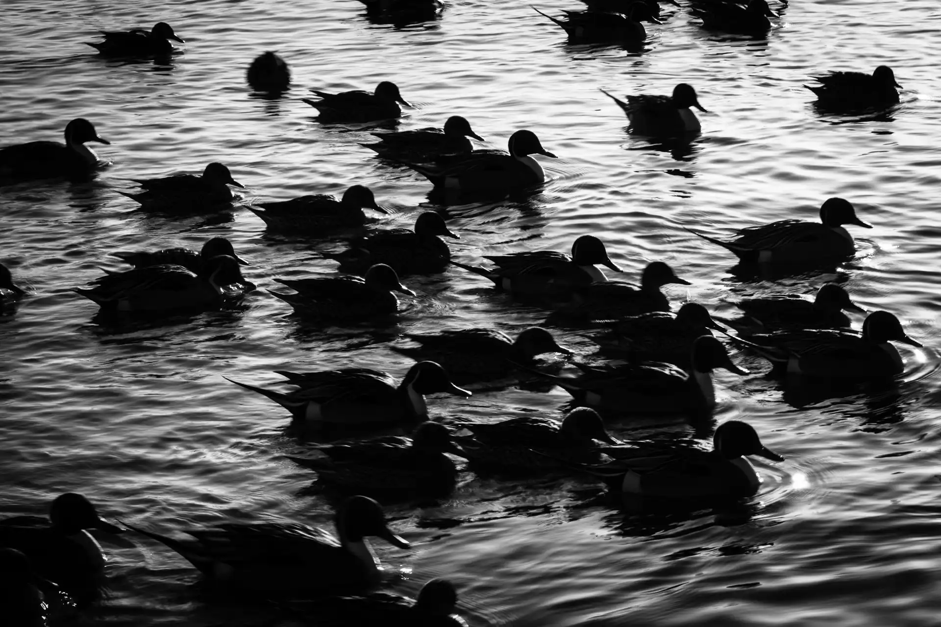 Birdland - 1